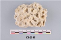 藏品(珊瑚化石)的圖片